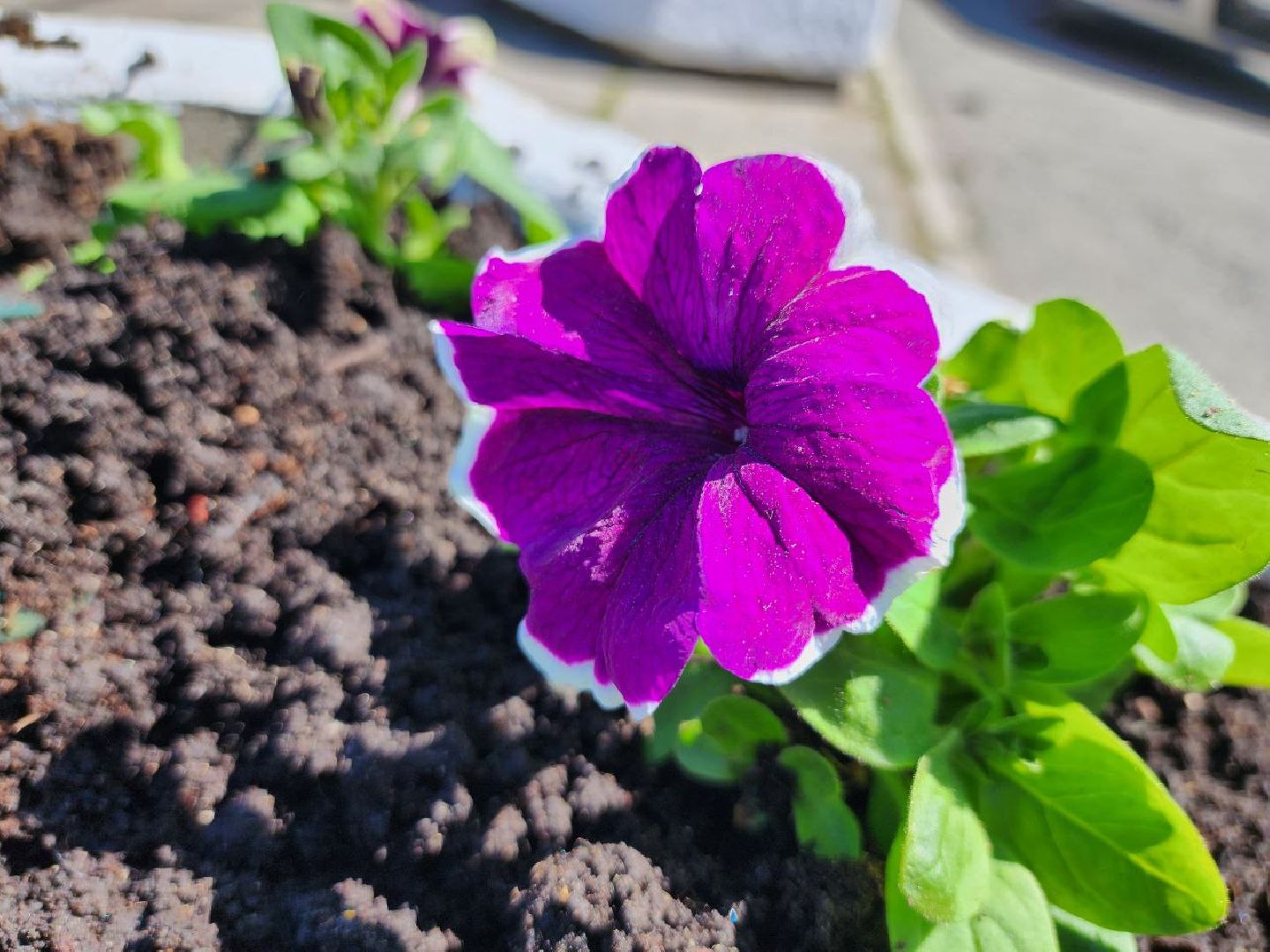 можайск, можайский городской округ, подмосковье, благоустройство, цветы, озеленение,