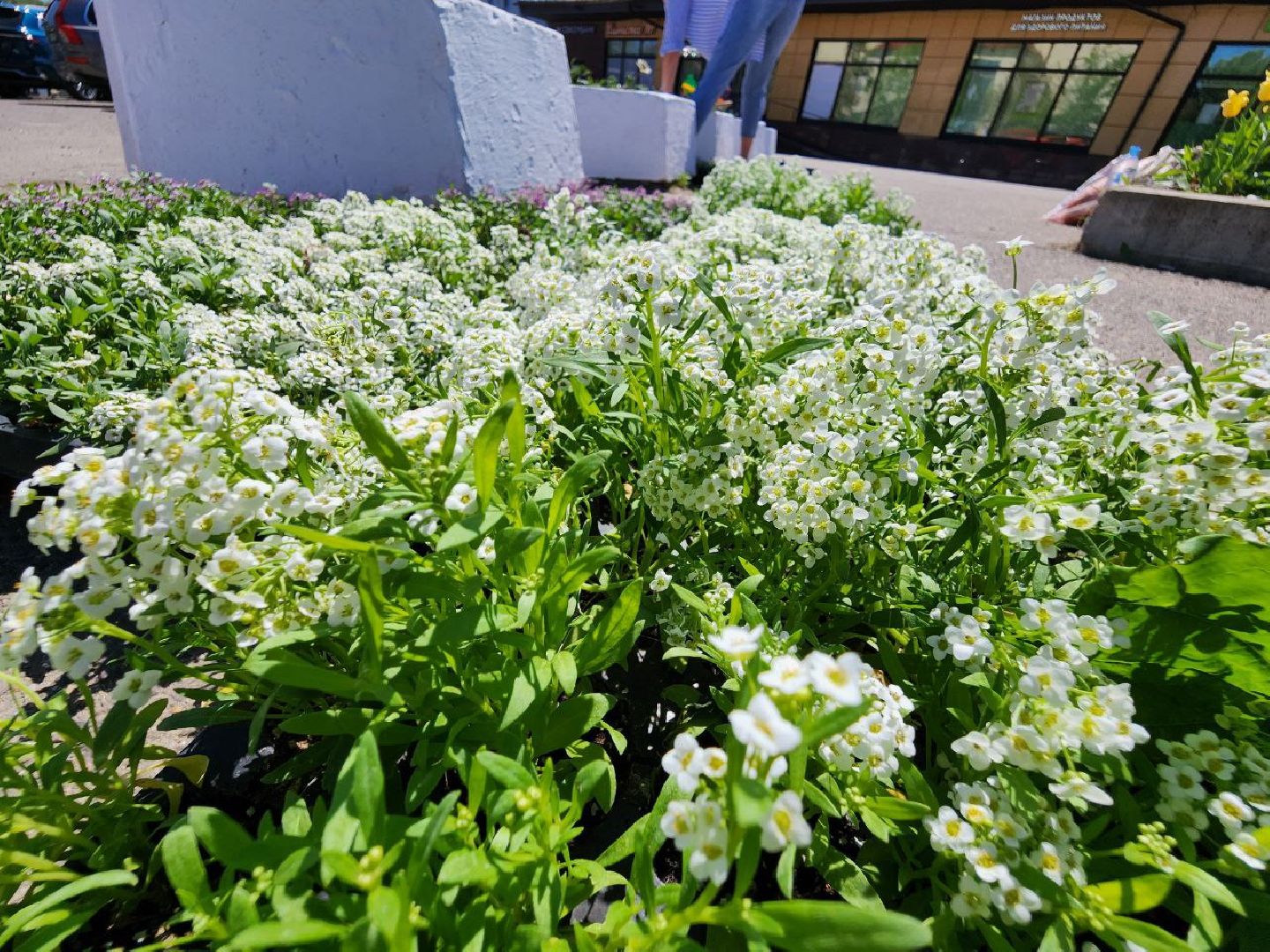можайск, можайский городской округ, подмосковье, благоустройство, цветы, озеленение,