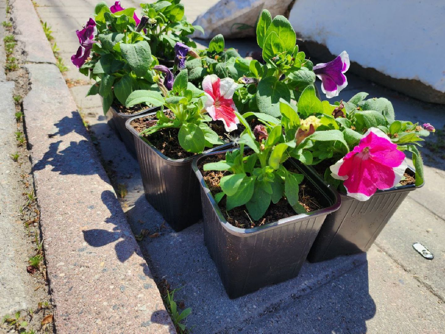можайск, можайский городской округ, подмосковье, благоустройство, цветы, озеленение,