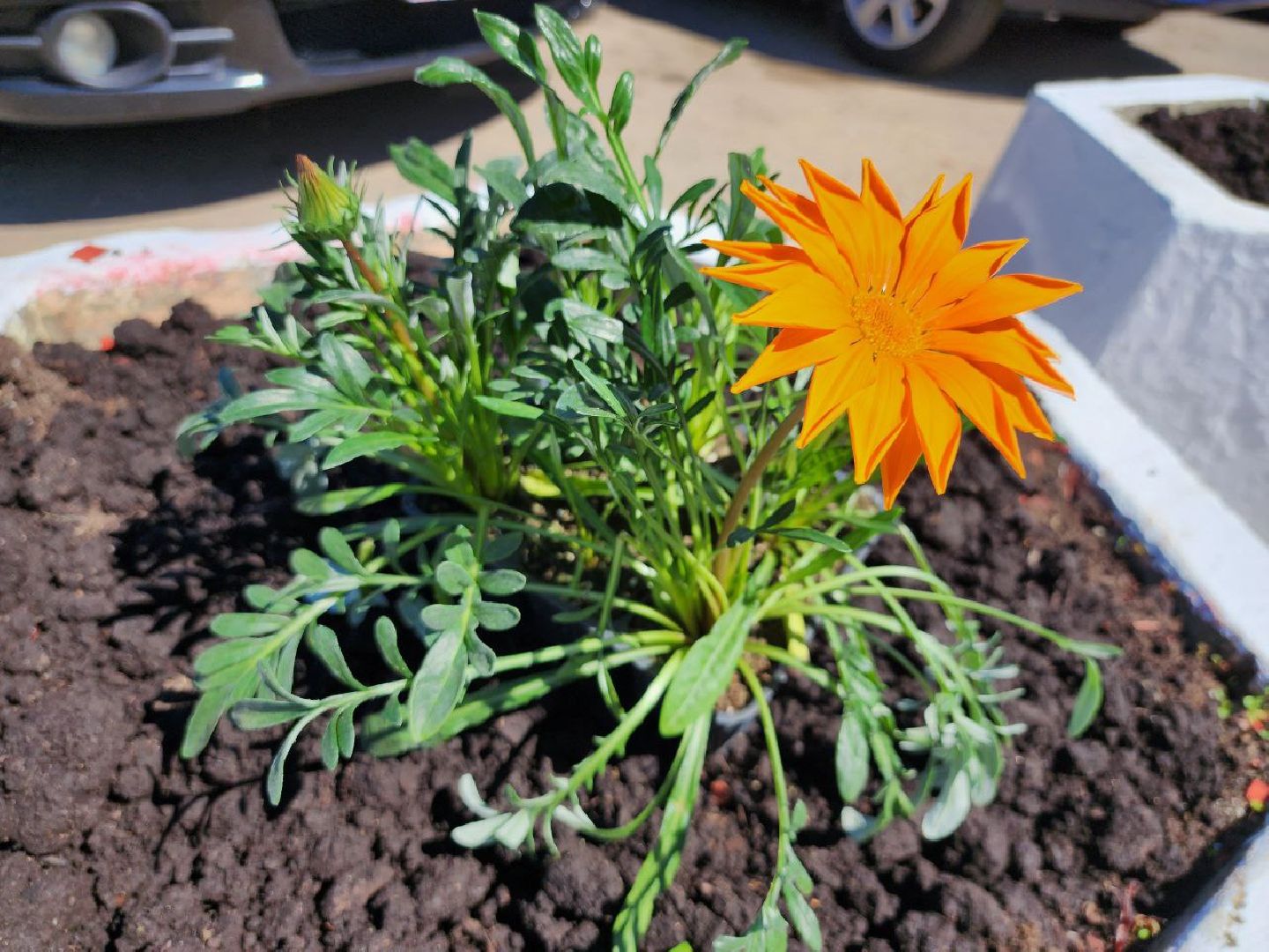 можайск, можайский городской округ, подмосковье, благоустройство, цветы, озеленение,