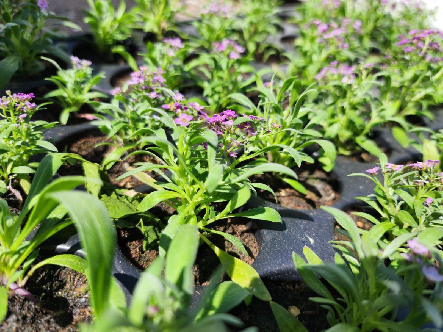 можайск, можайский городской округ, подмосковье, благоустройство, цветы, озеленение,
