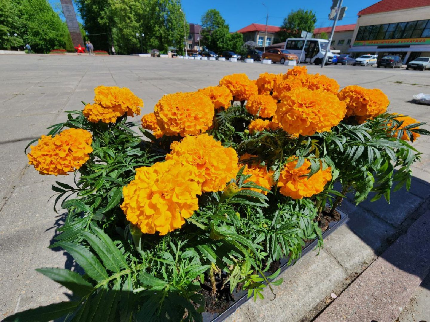 можайск, можайский городской округ, подмосковье, благоустройство, цветы, озеленение,