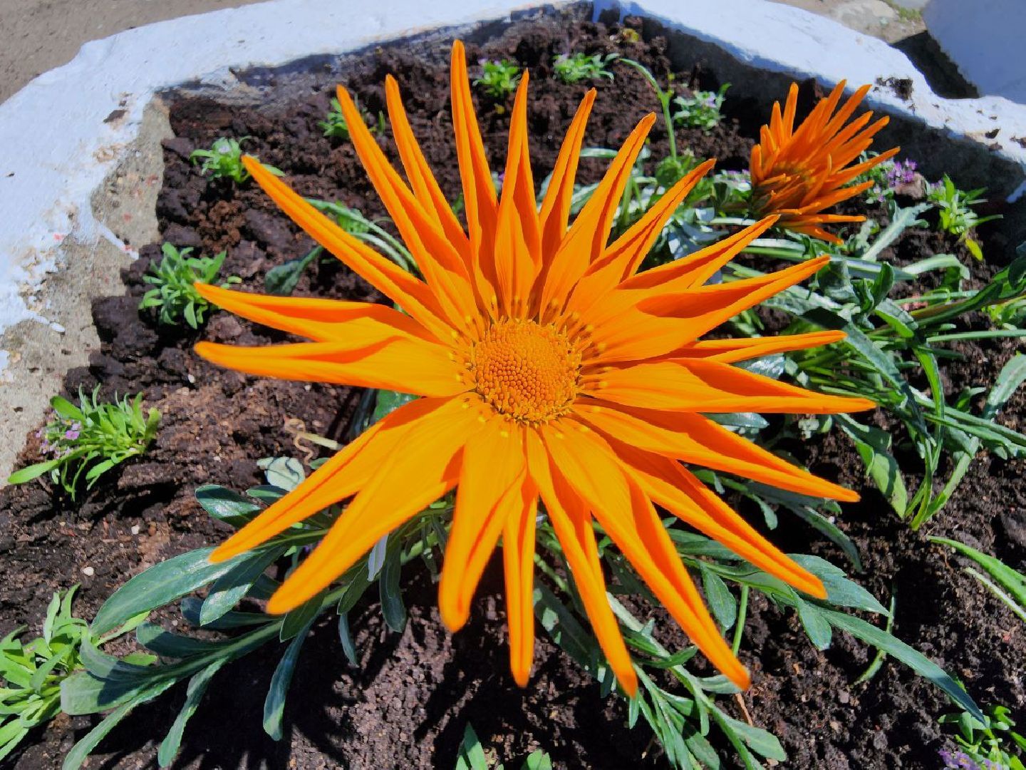 можайск, можайский городской округ, подмосковье, благоустройство, цветы, озеленение,