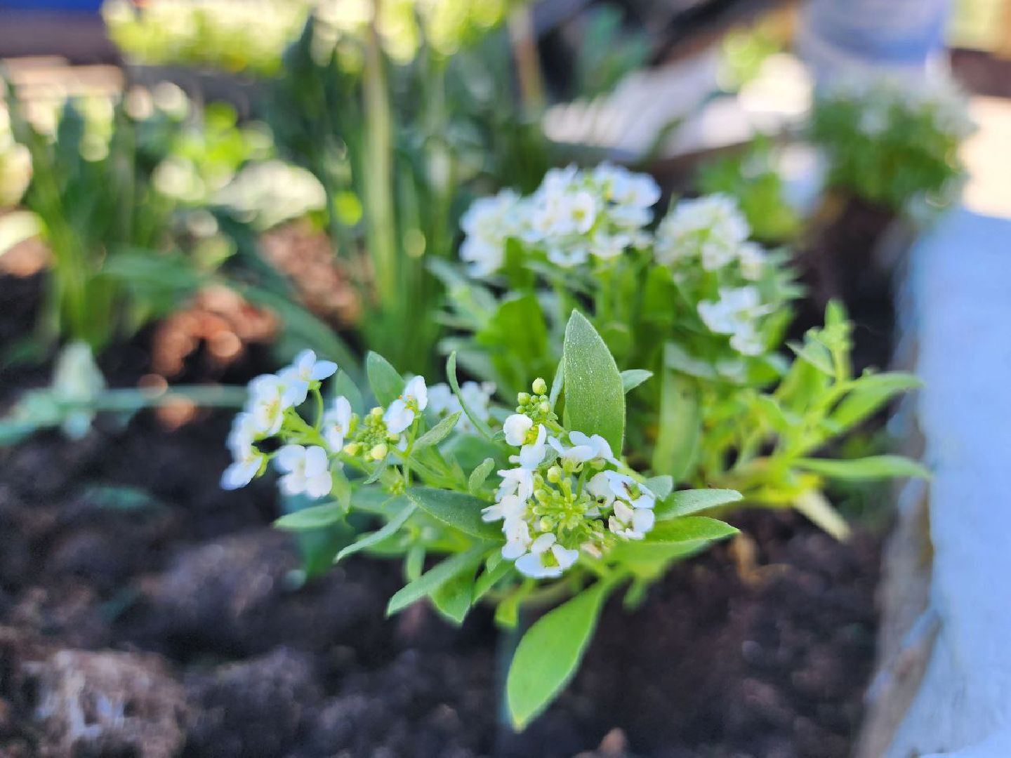 можайск, можайский городской округ, подмосковье, благоустройство, цветы, озеленение,