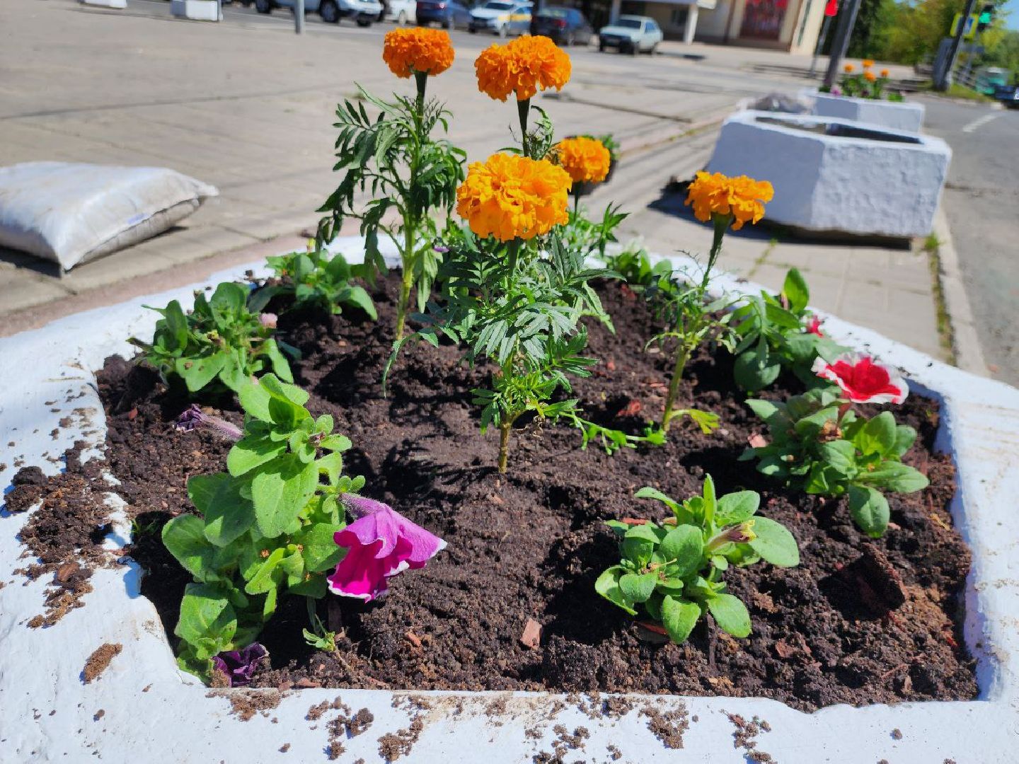 можайск, можайский городской округ, подмосковье, благоустройство, цветы, озеленение,