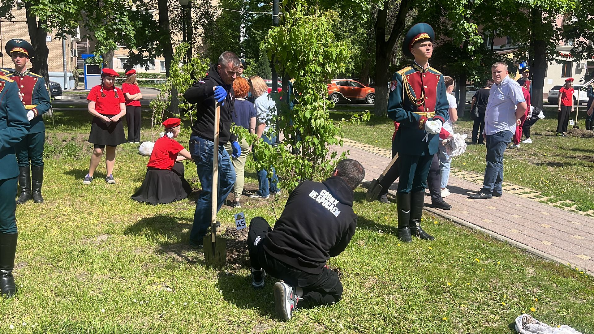 сво, посадка, клен, посадка кленов,