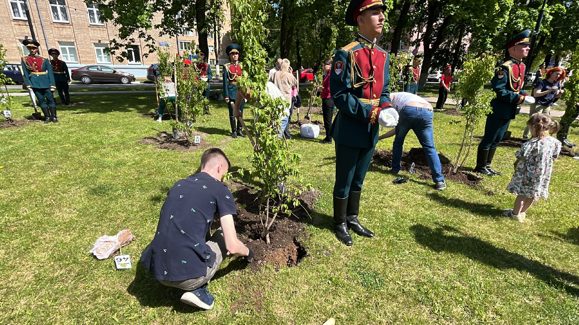 сво, посадка, клен, посадка кленов,