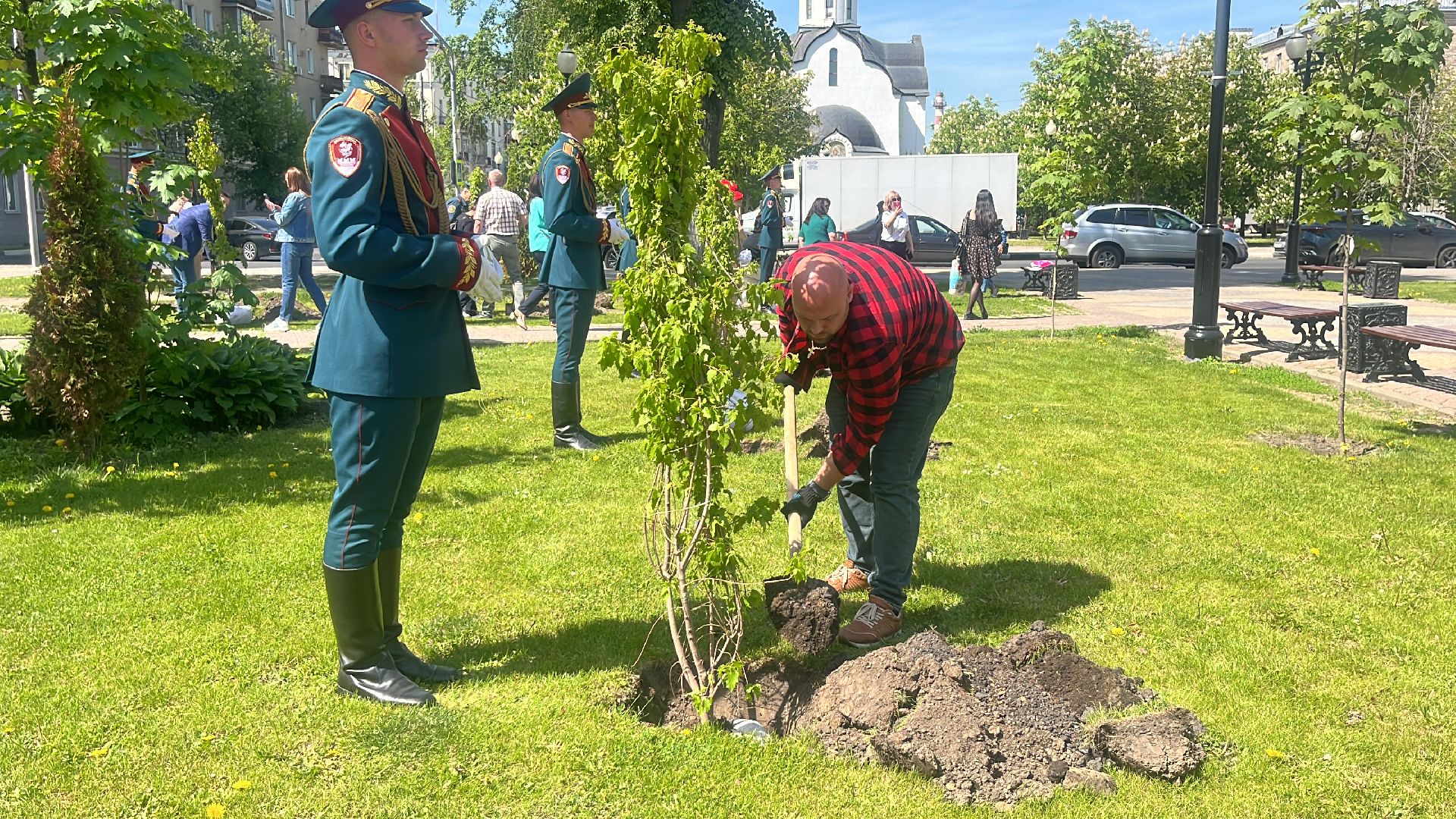 сво, посадка, клен, посадка кленов,