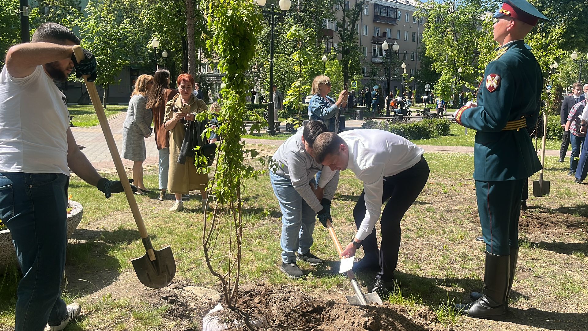 сво, посадка, клен, посадка кленов,