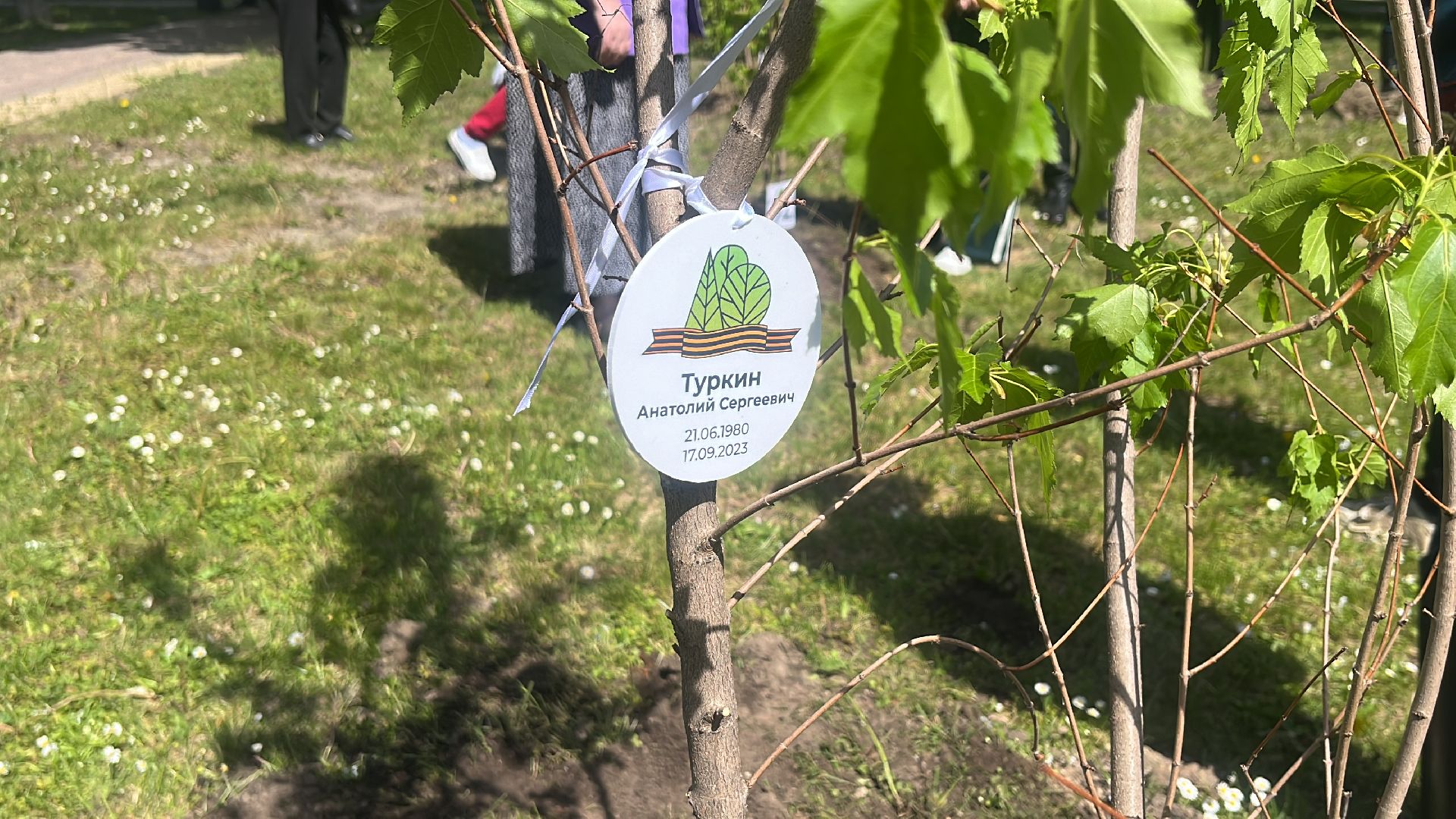 сво, посадка, клен, посадка кленов,