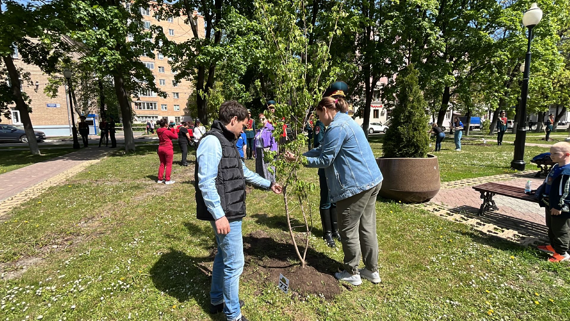 сво, посадка, клен, посадка кленов,