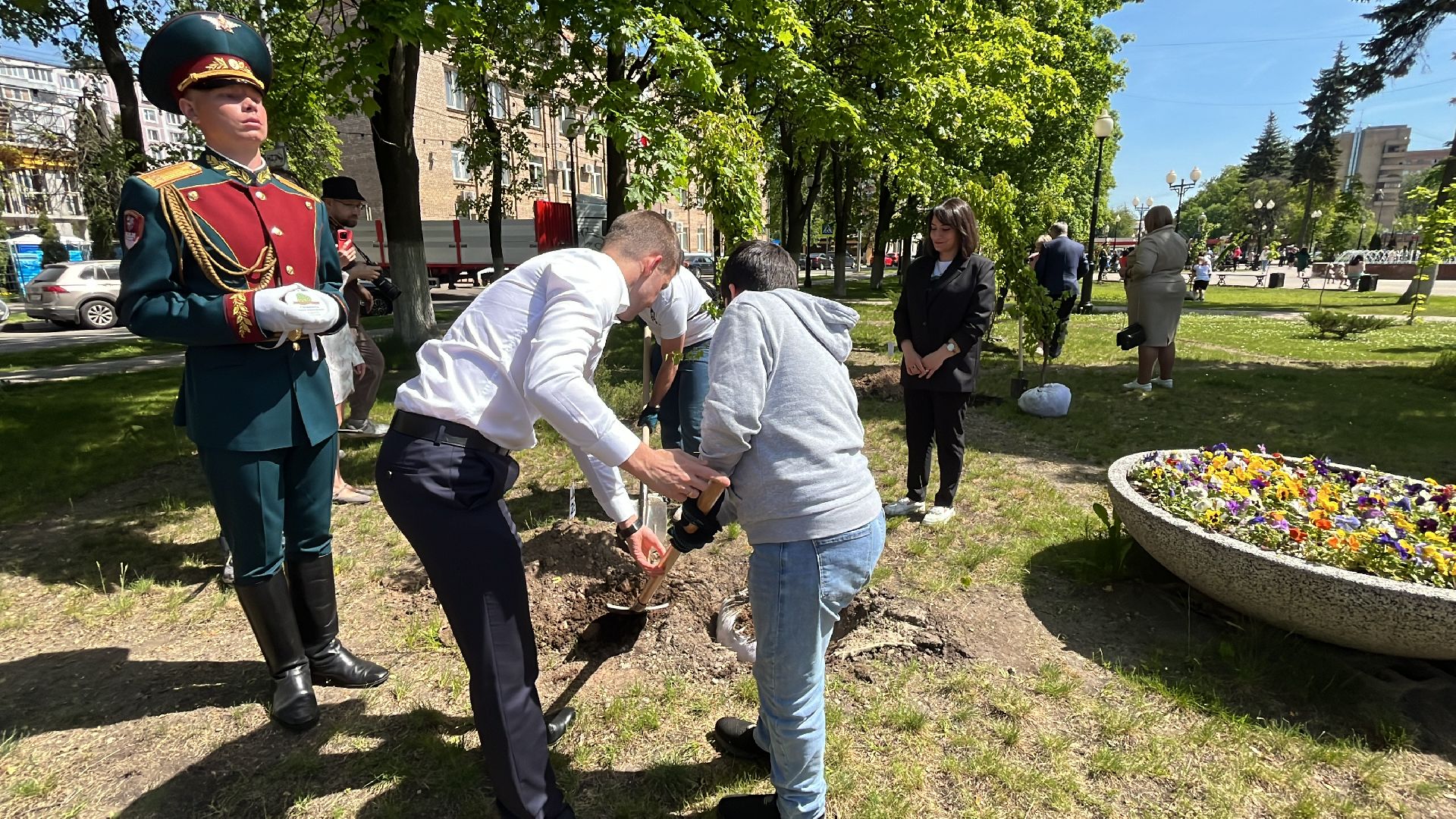 сво, посадка, клен, посадка кленов,