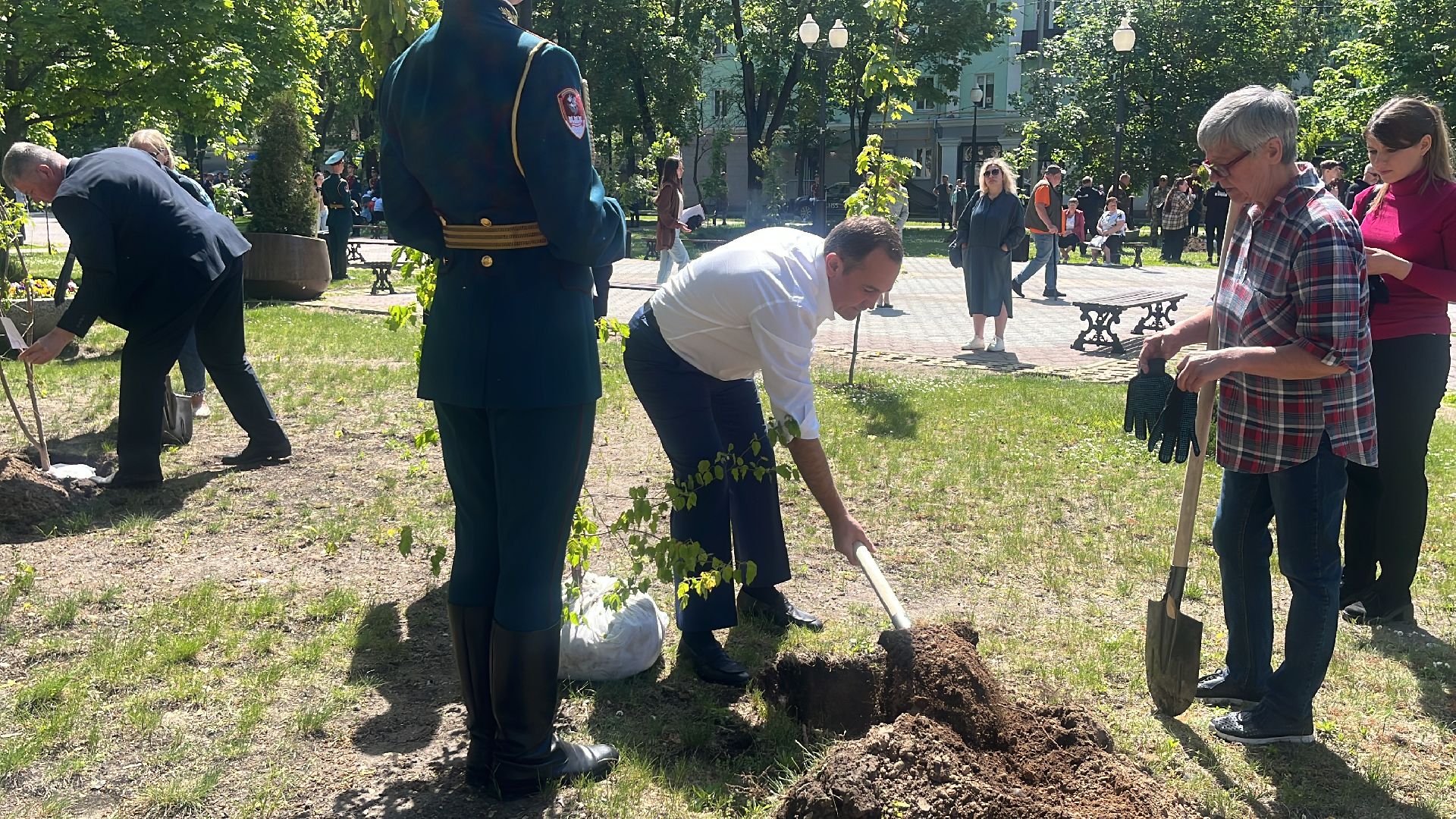 сво, посадка, клен, посадка кленов,