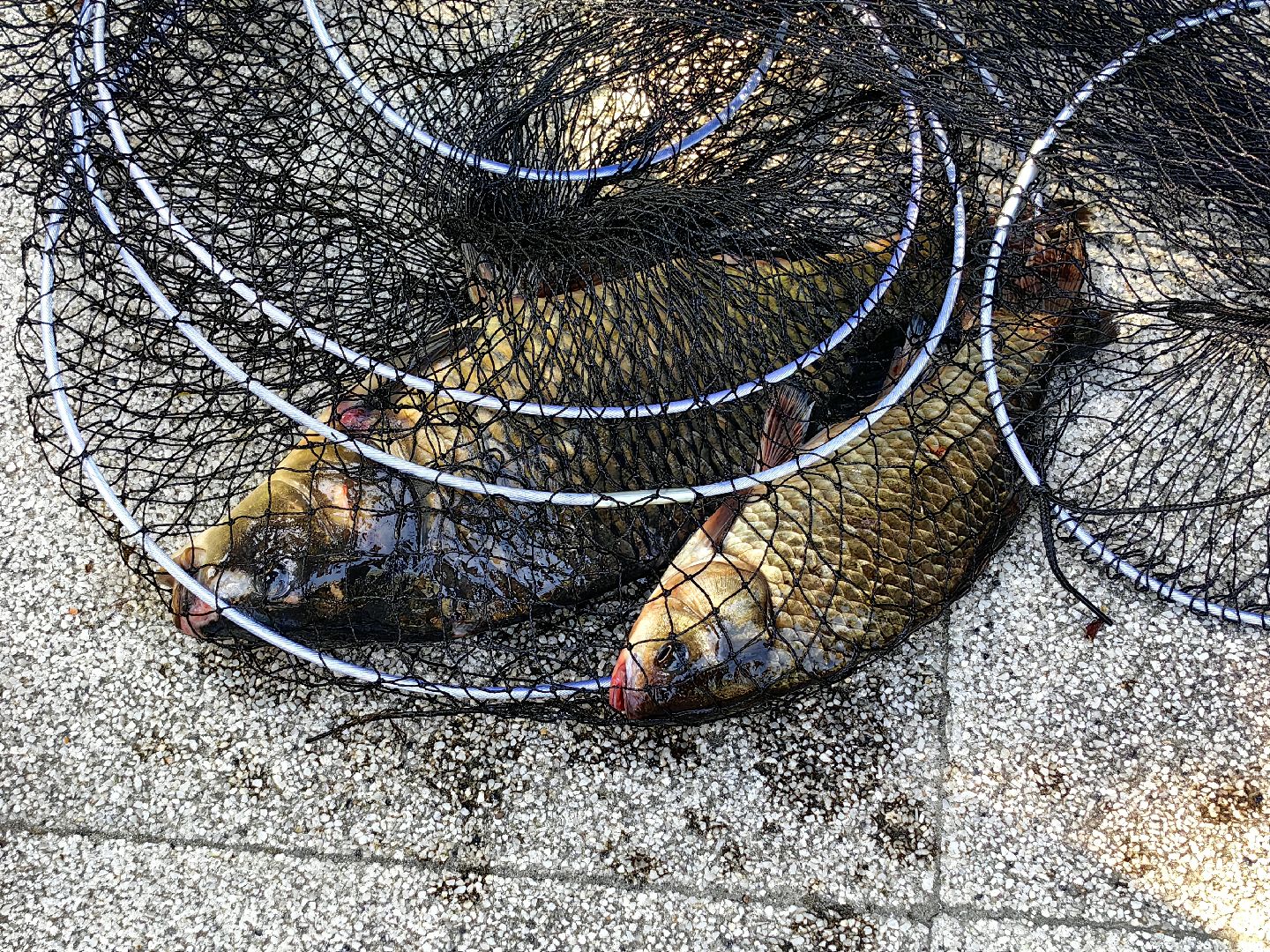 рыбалка, день города, улов, награда, грамота, озеро,