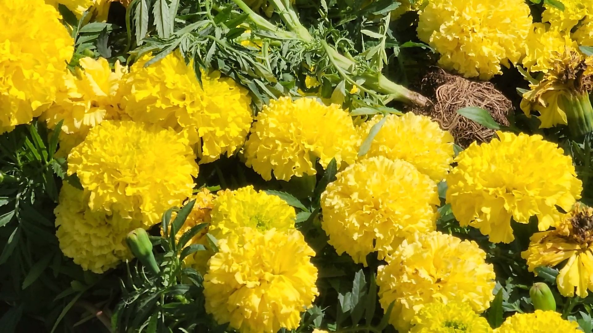 одинцово, благоустройство, мбу, озеленение,