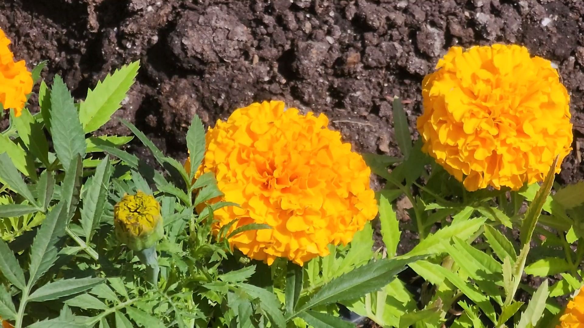 одинцово, благоустройство, мбу, озеленение,