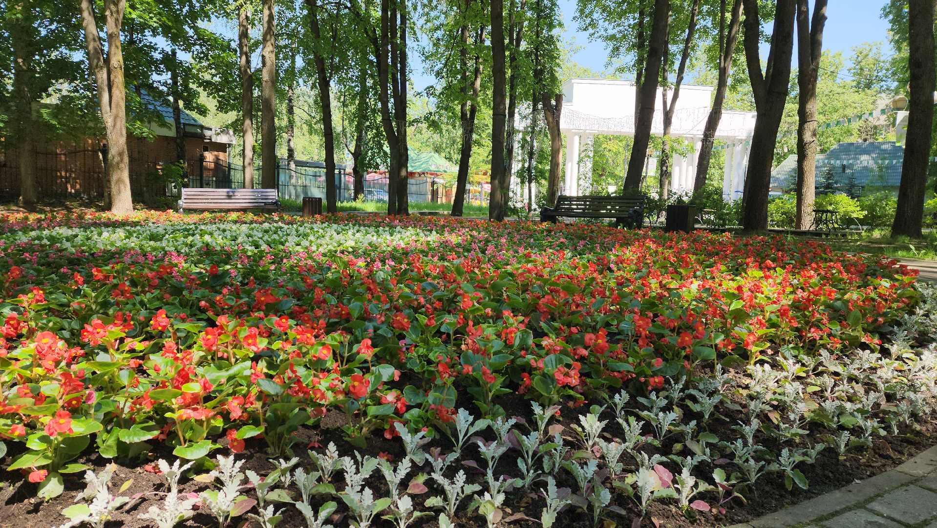 красногорск, городской парк, цветы,