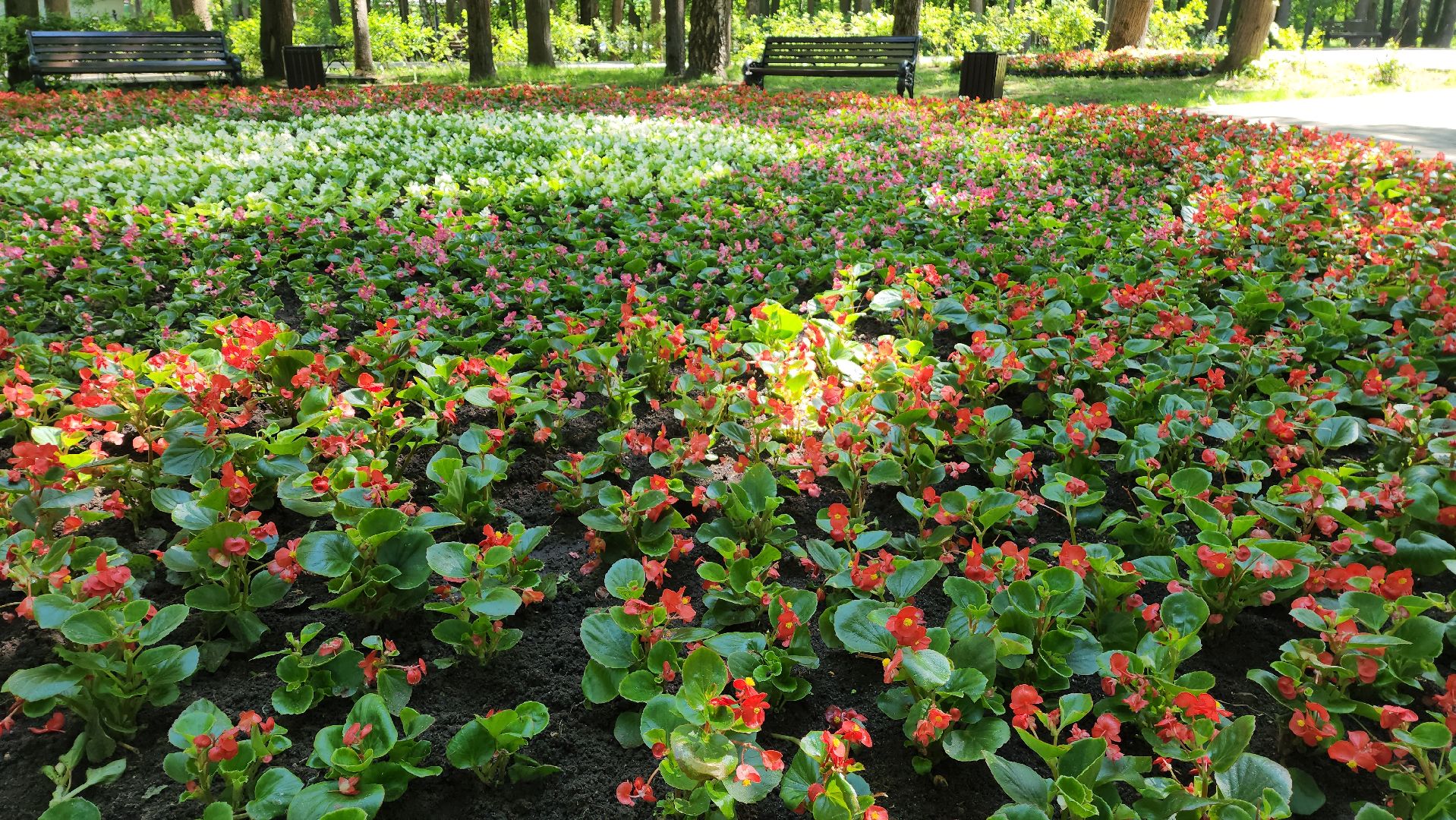 красногорск, городской парк, цветы,