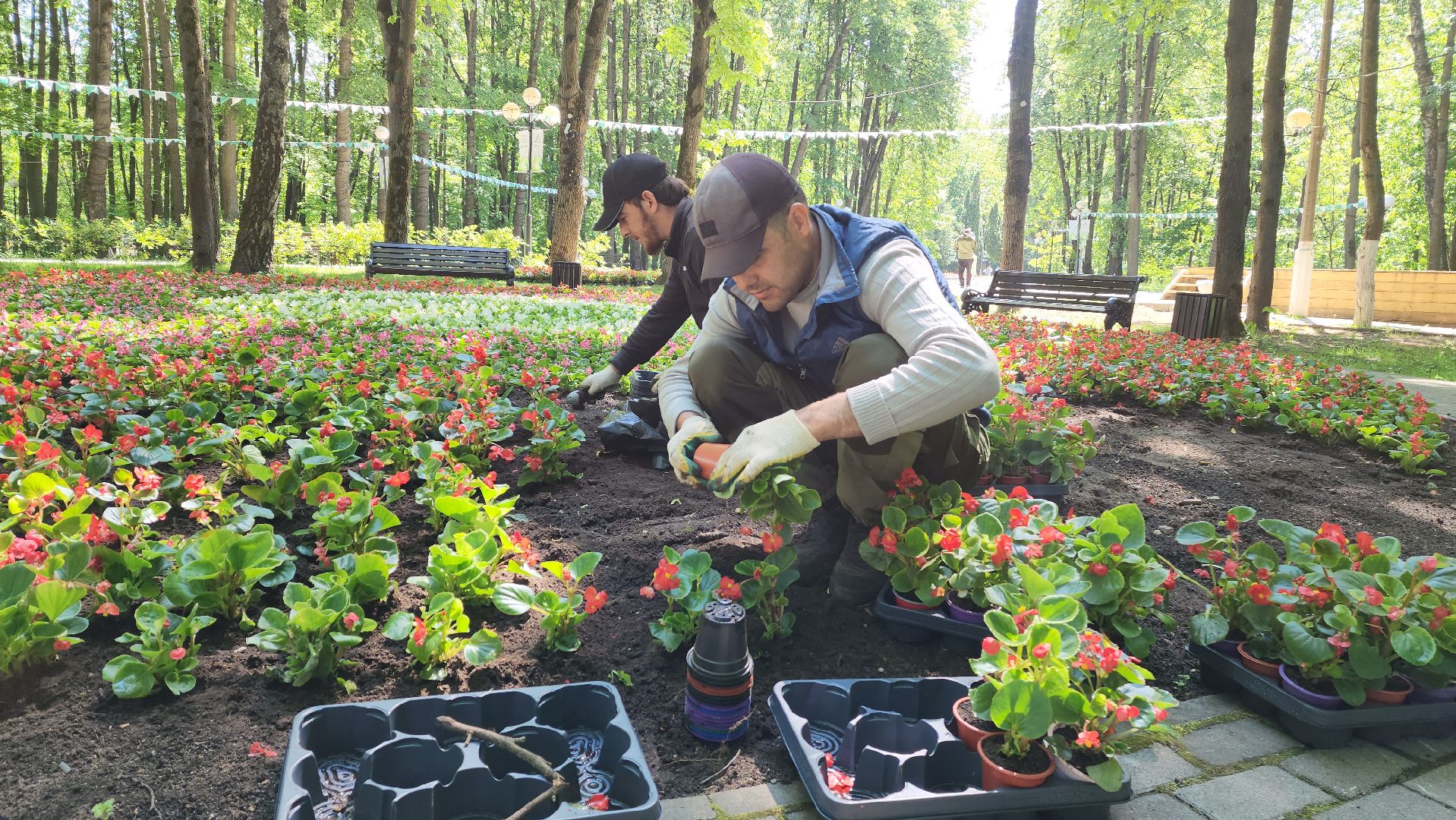 красногорск, городской парк, цветы,