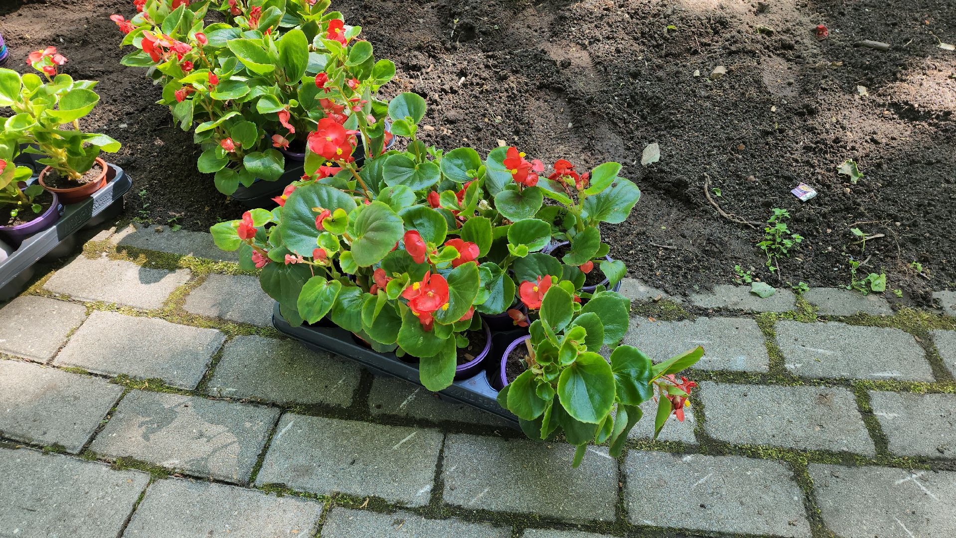 красногорск, городской парк, цветы,