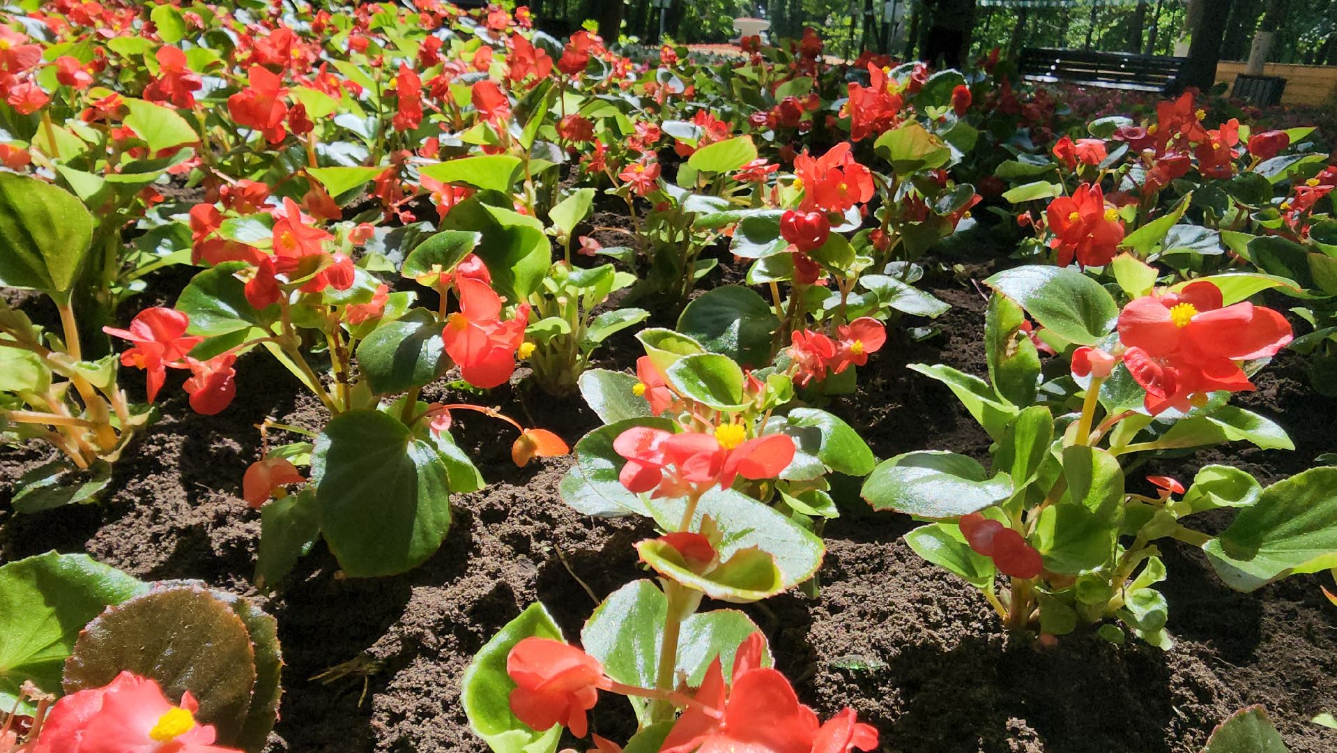 красногорск, городской парк, цветы,