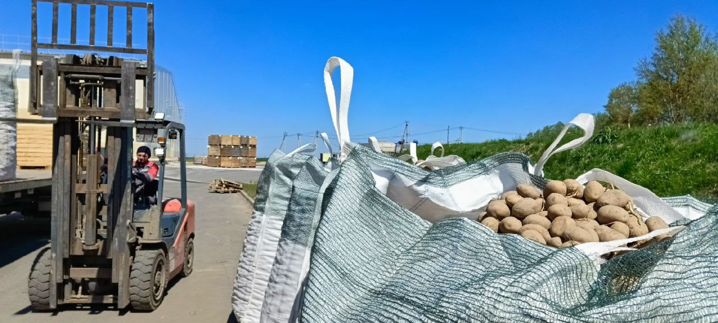 Талдом, Дмитровские овощи,