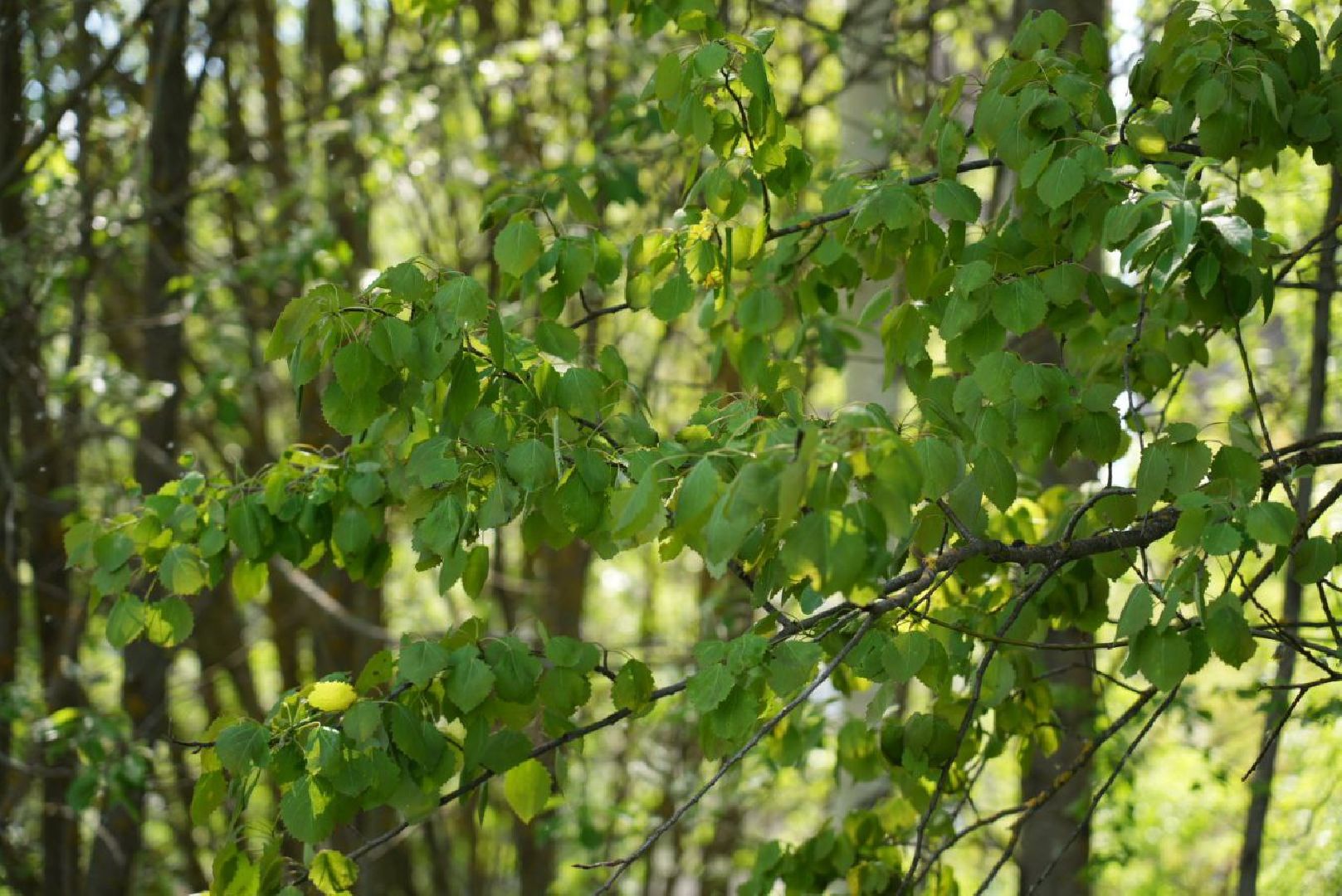 Благоустройство, Сергиев Посад, Сквер, Пешеходный маршрут, Сергиево-Посадский городской округ,