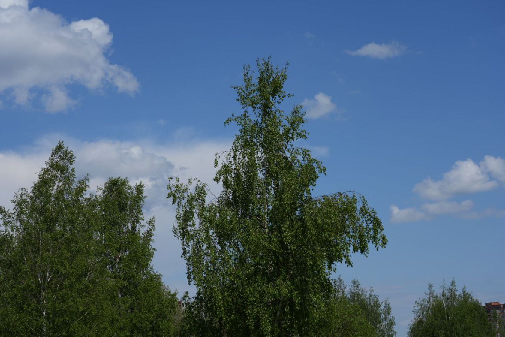 Благоустройство, Сергиев Посад, Сквер, Пешеходный маршрут, Сергиево-Посадский городской округ,