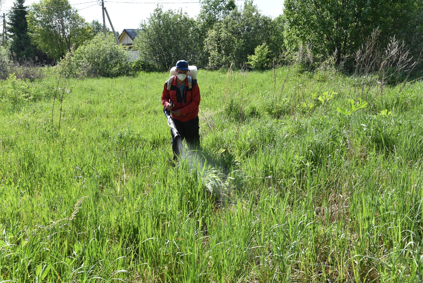 лотошино, борщевик, борщевик сосновского, борьба с борщевиком, экология,