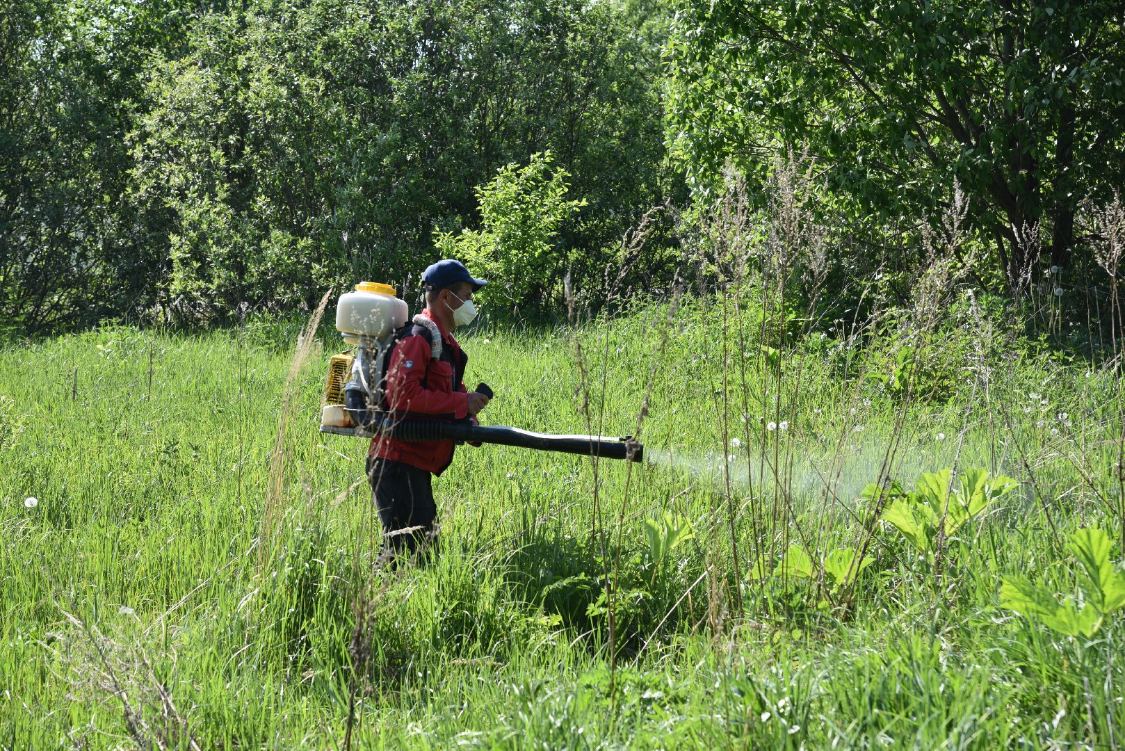 лотошино, борщевик, борщевик сосновского, борьба с борщевиком, экология,