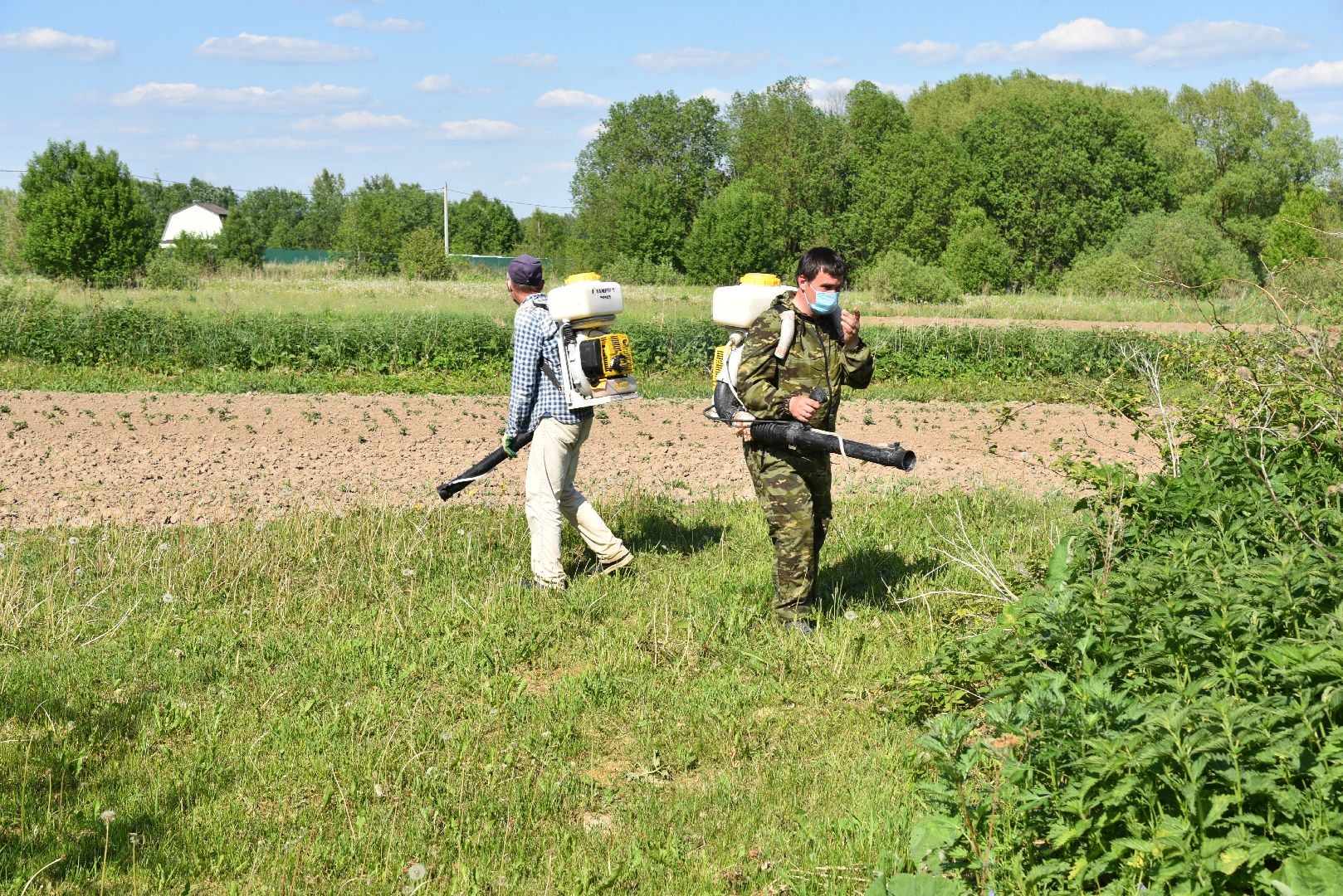 лотошино, борщевик, борщевик сосновского, борьба с борщевиком, экология,