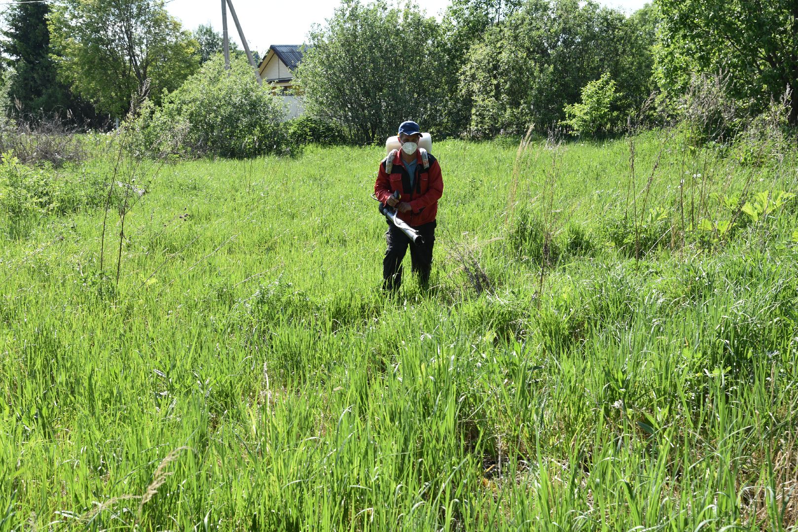 лотошино, борщевик, борщевик сосновского, борьба с борщевиком, экология,