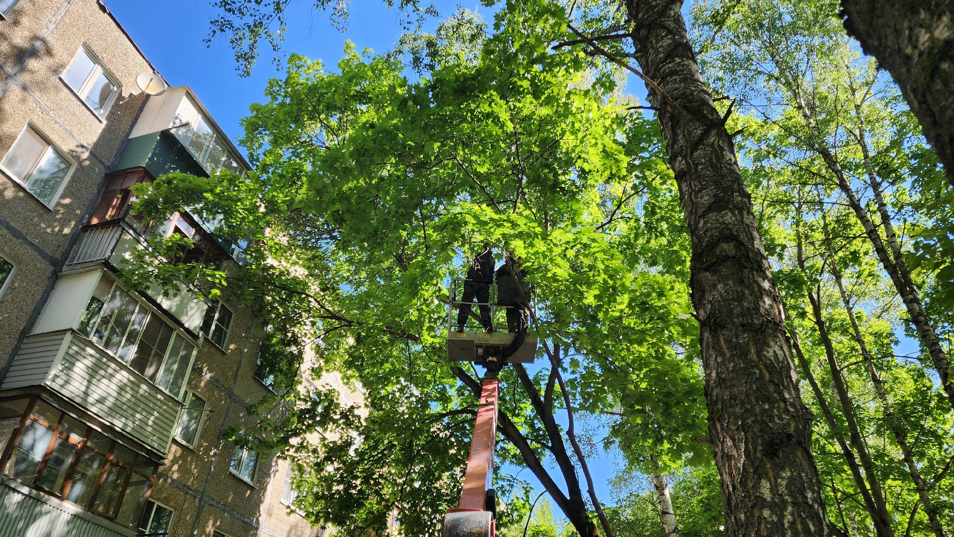 Подольск, опиловка деревьев, комбинат благоустройства, добродел,