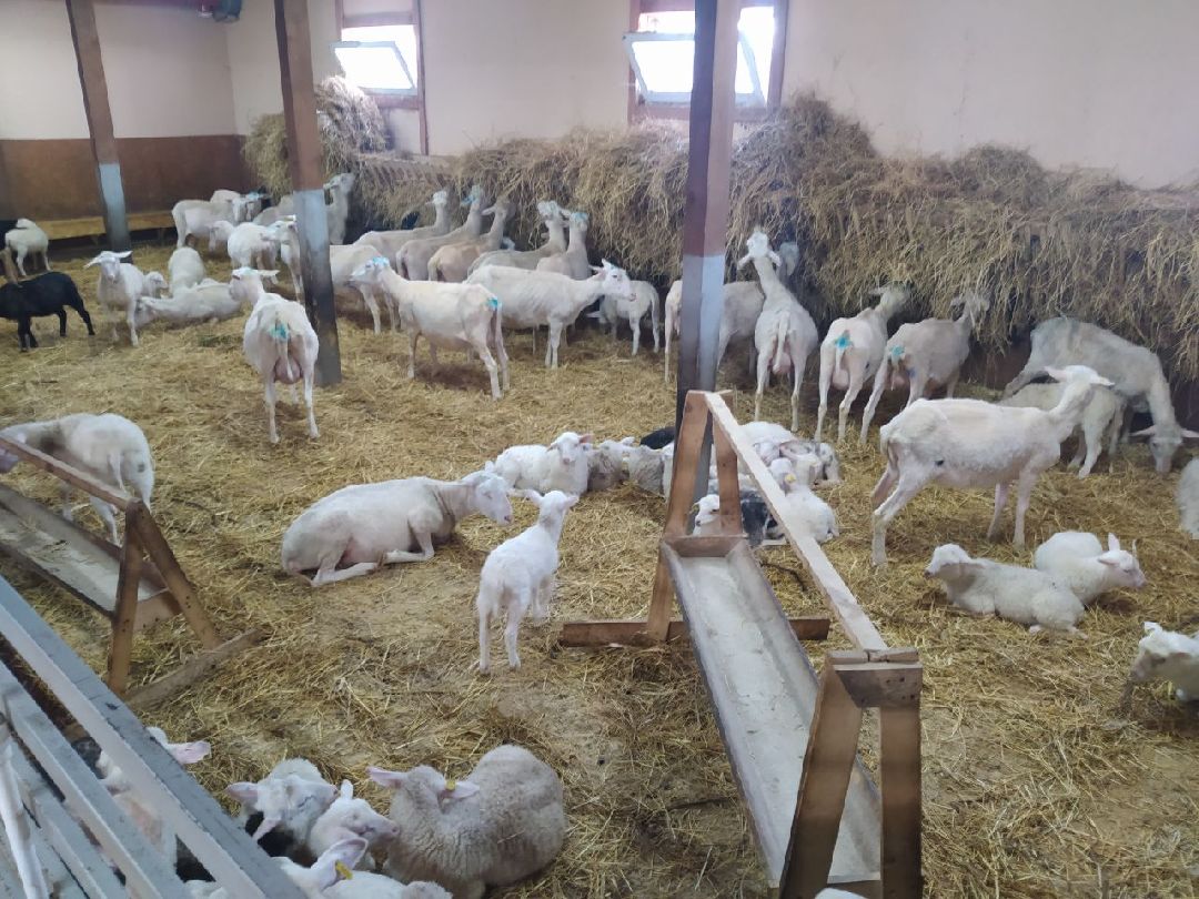 Истра, Подмосковье, Сыр, Фестиваль, Ярмарка, Олег Сирота, Фермерские продукты, фермеры, фермы