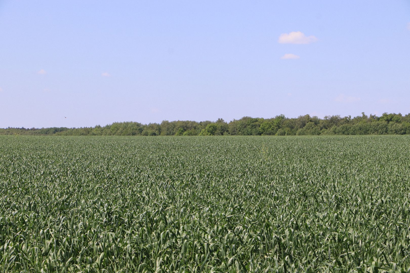 Серебряные Пруды, посевная 2024, яровой сев, аграрии Серебряных Прудов,