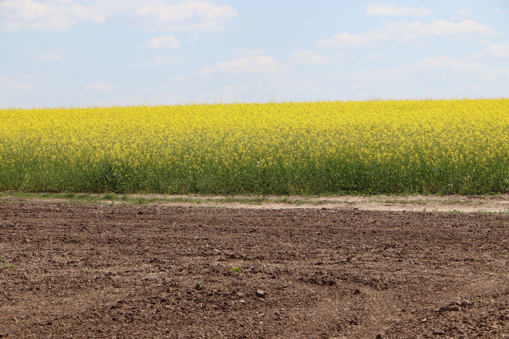 Серебряные Пруды, посевная 2024, яровой сев, аграрии Серебряных Прудов,