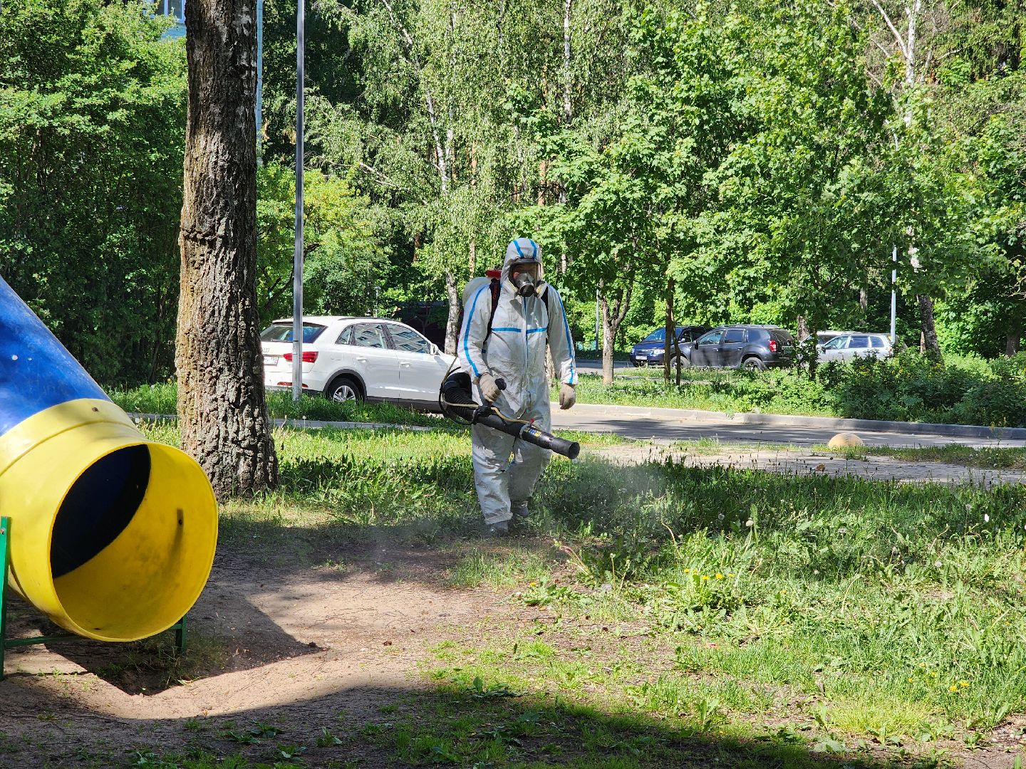 Черноголовка, клещи,