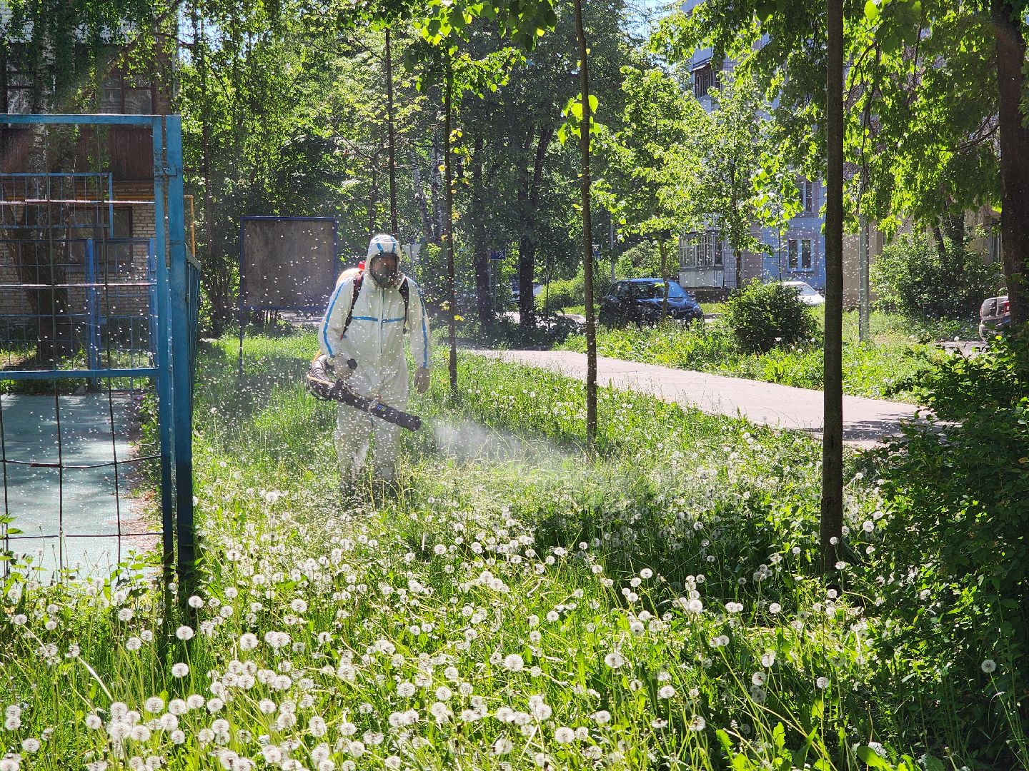Черноголовка, клещи,
