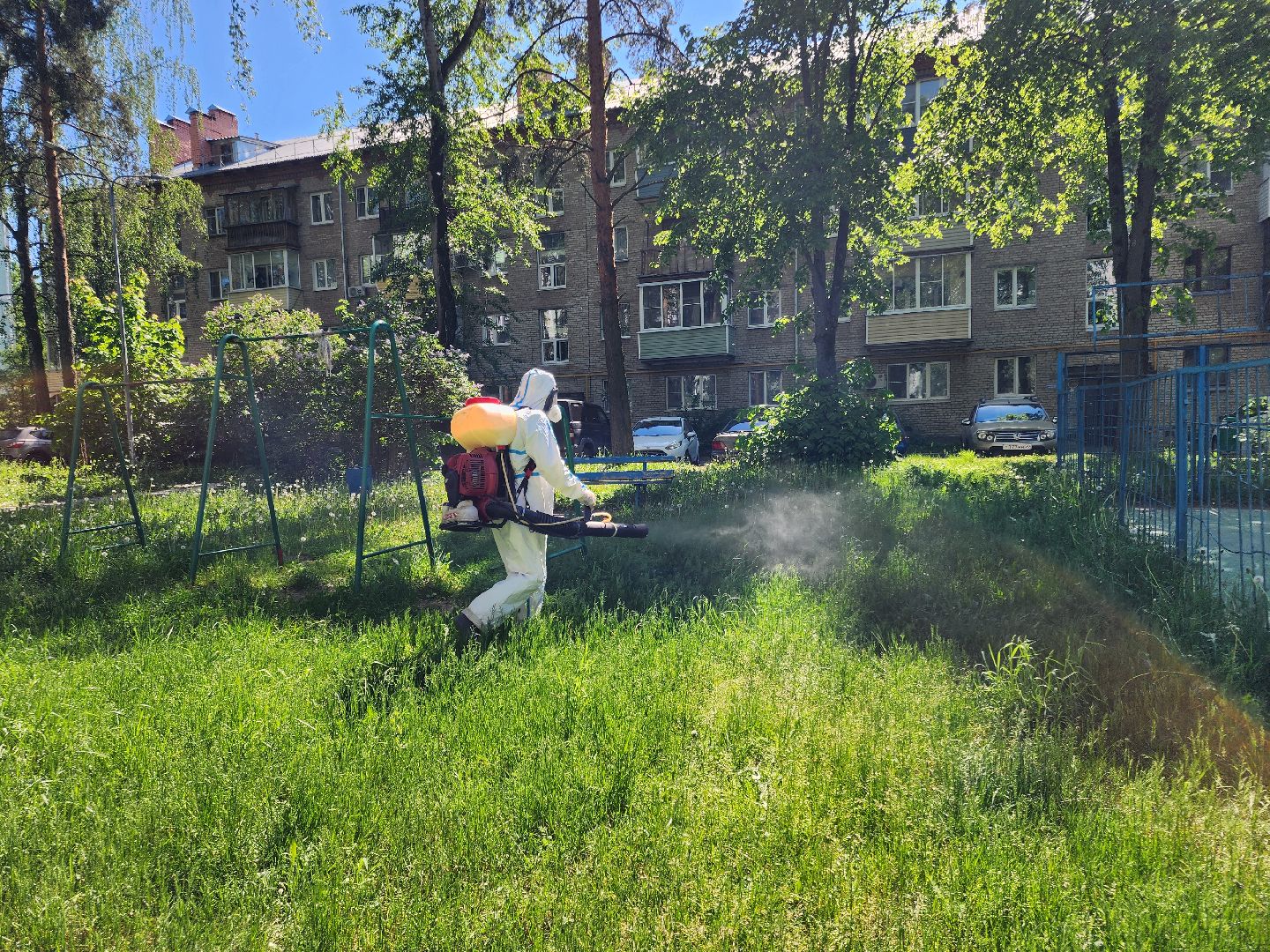 Черноголовка, клещи,