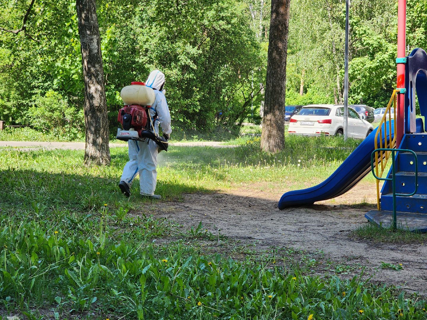 Черноголовка, клещи,