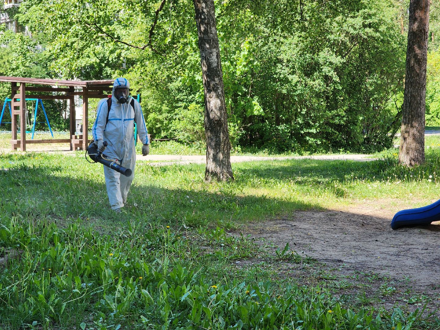 Черноголовка, клещи,