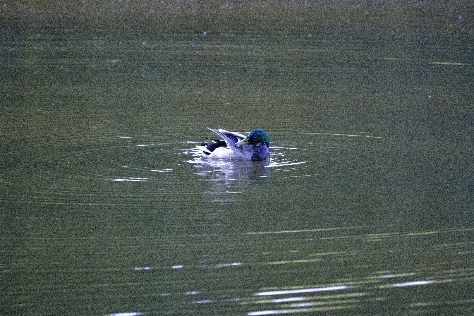 дзержинский, кряква, утки, экология, верхний пруд,