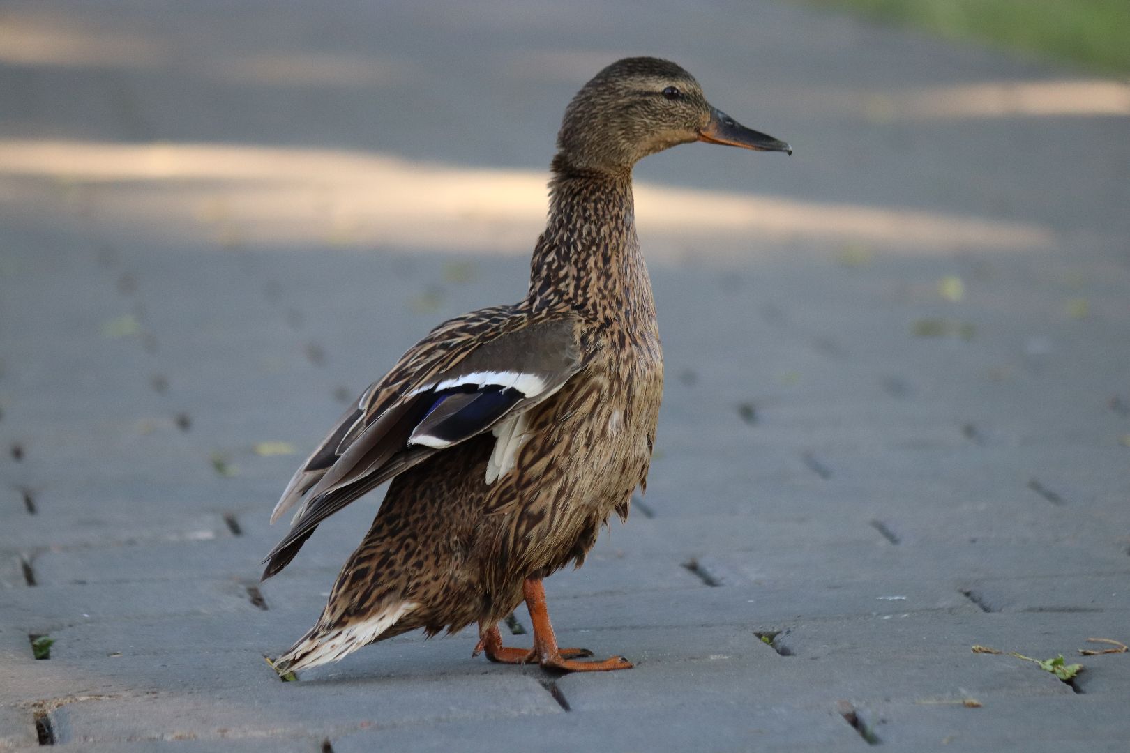дзержинский, кряква, утки, экология, верхний пруд,