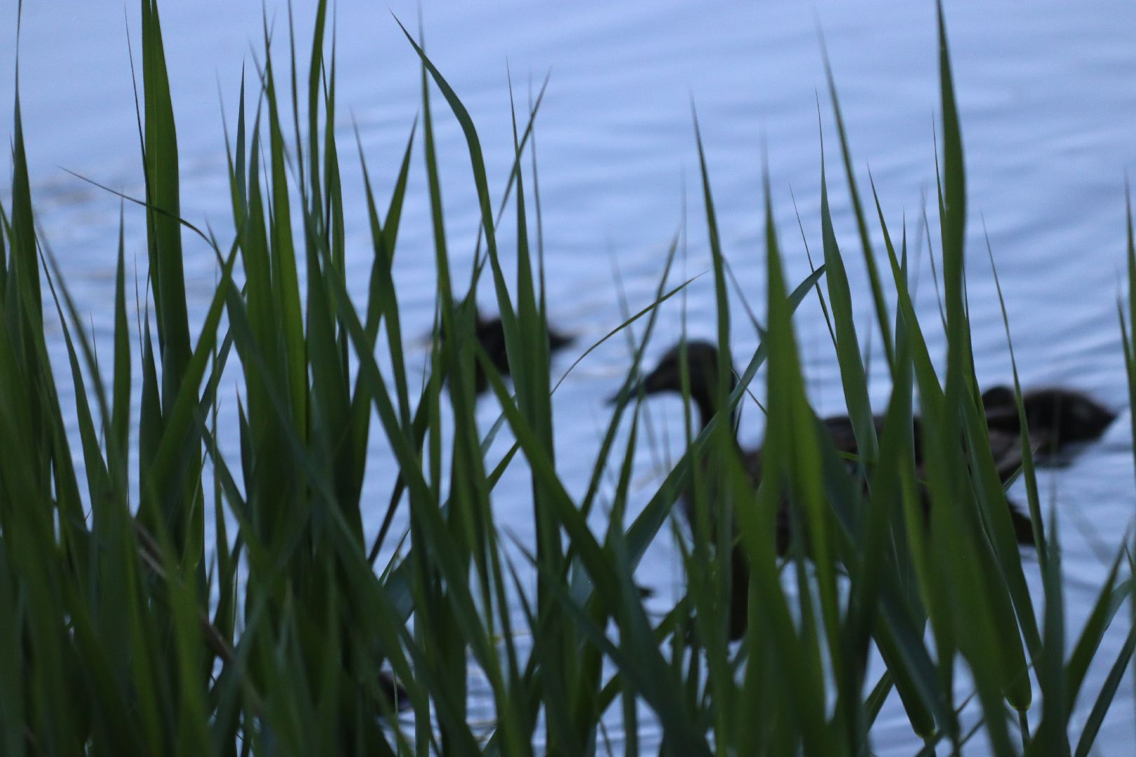 дзержинский, кряква, утки, экология, верхний пруд,