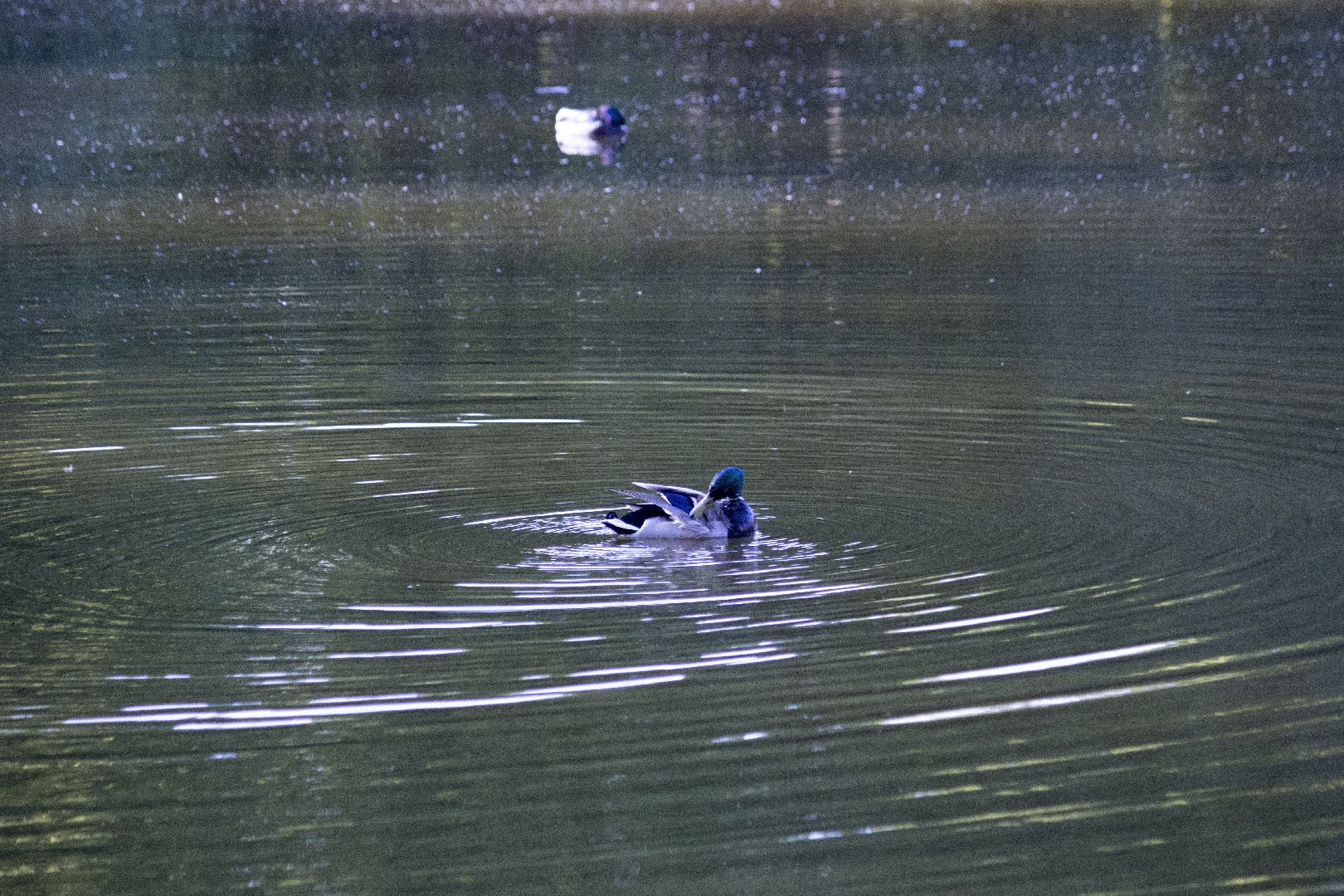 дзержинский, кряква, утки, экология, верхний пруд,
