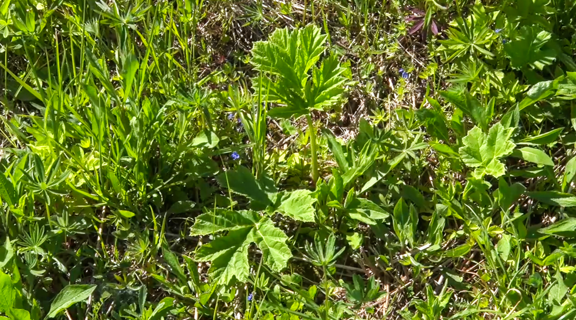 Клин, общество, экономика, борьба с борщевиком,
