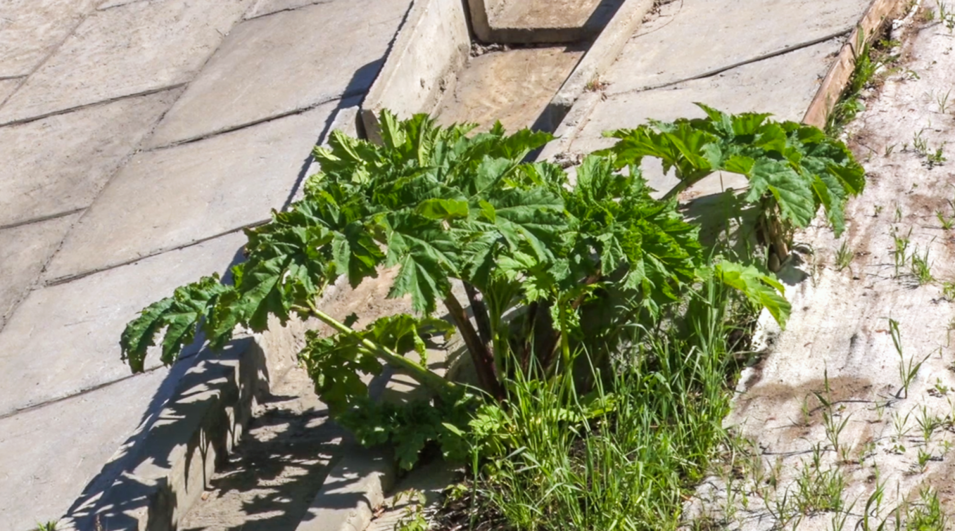 Клин, общество, экономика, борьба с борщевиком,