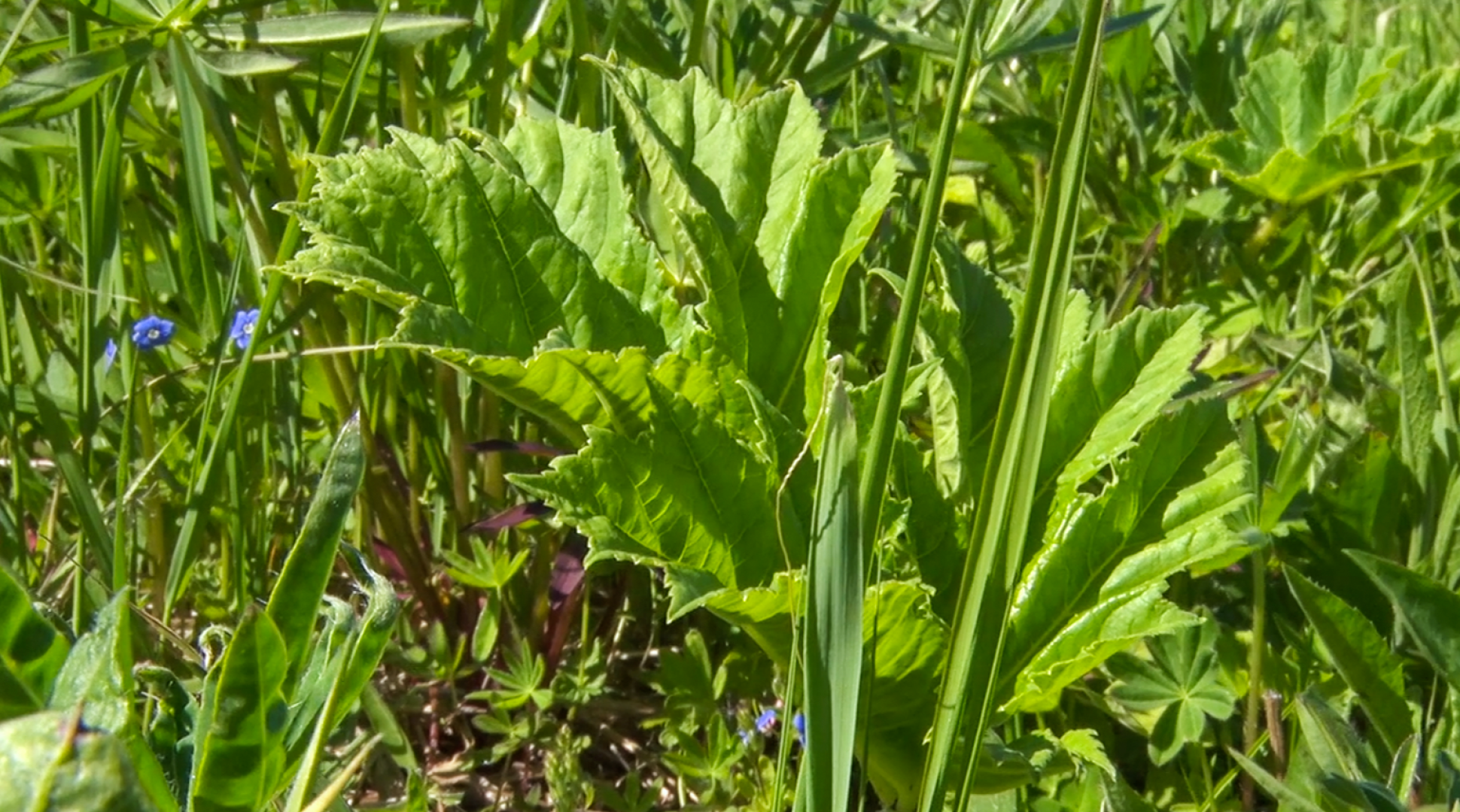 Клин, общество, экономика, борьба с борщевиком,