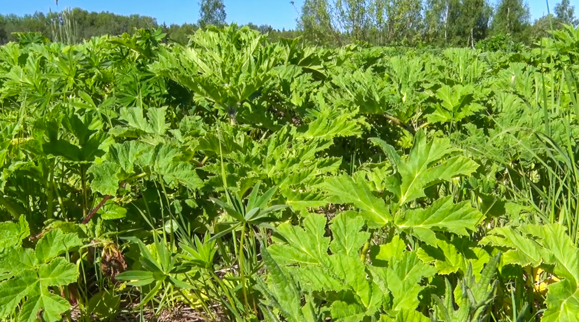 Клин, общество, экономика, борьба с борщевиком,