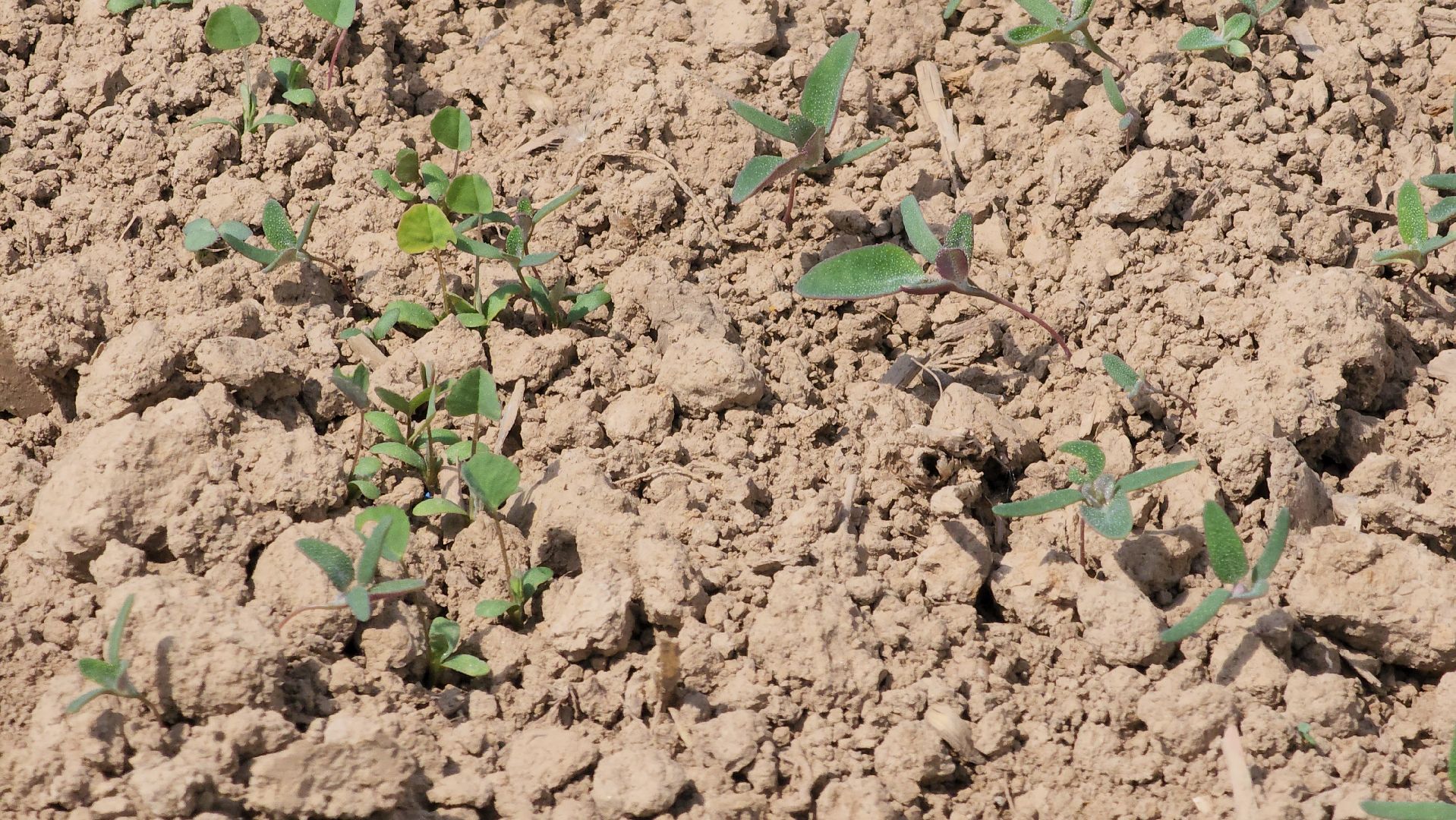 ступино, сельское хозяйство, весенний сев,